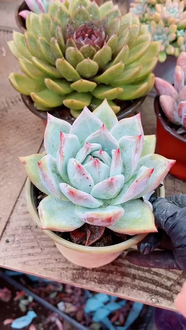 【闪购商品】01028