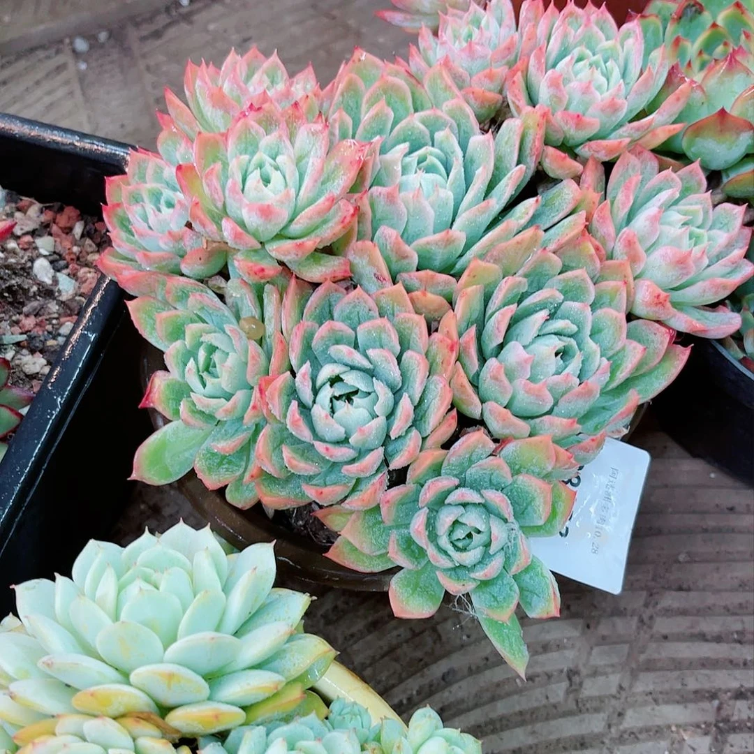 根*28153多肉植物