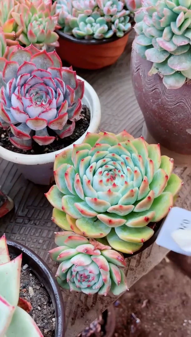 【闪购商品】02065多肉