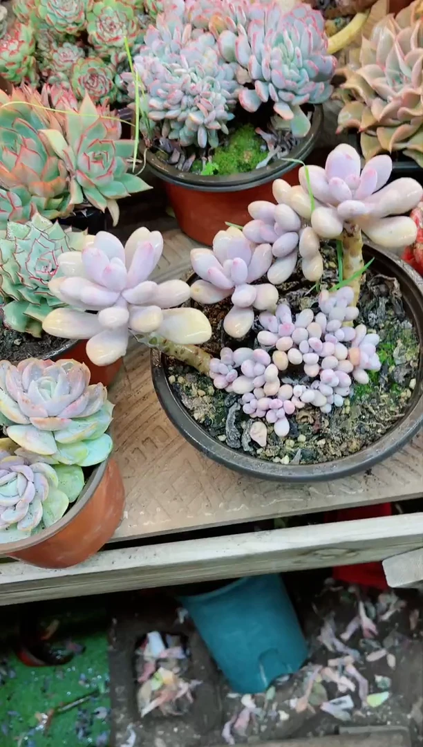 【闪购商品】03004多肉