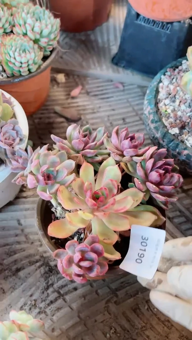 【闪购商品】30180电热毯