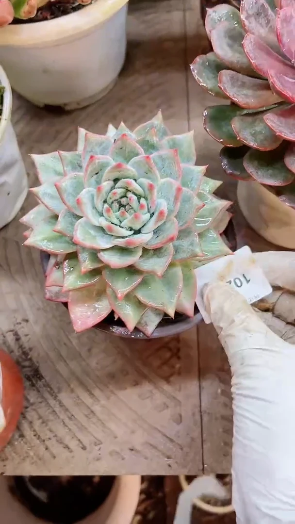 【闪购商品】10212