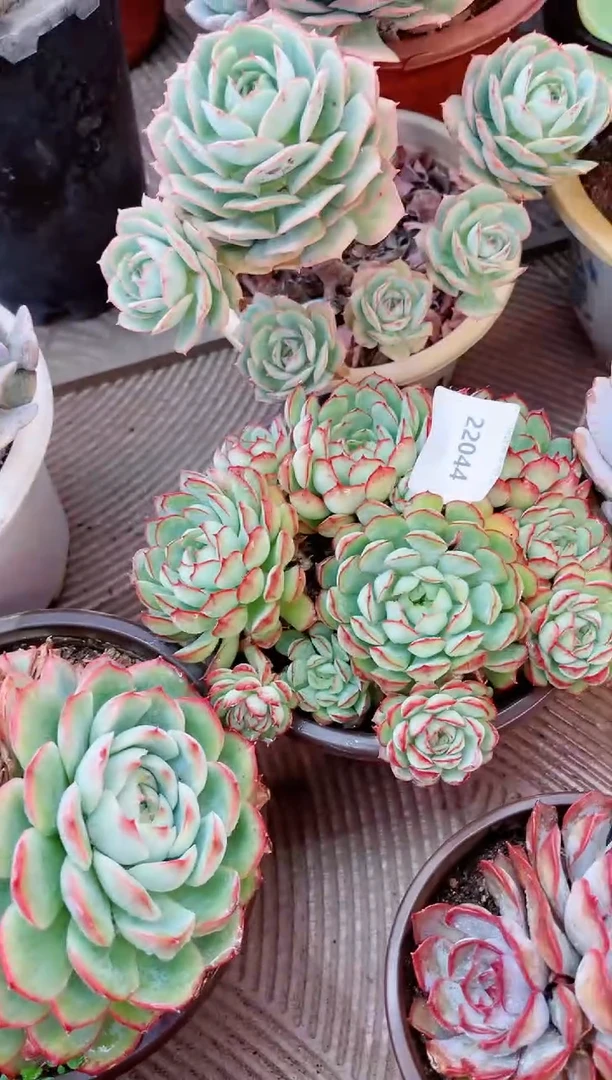 【闪购商品】22044