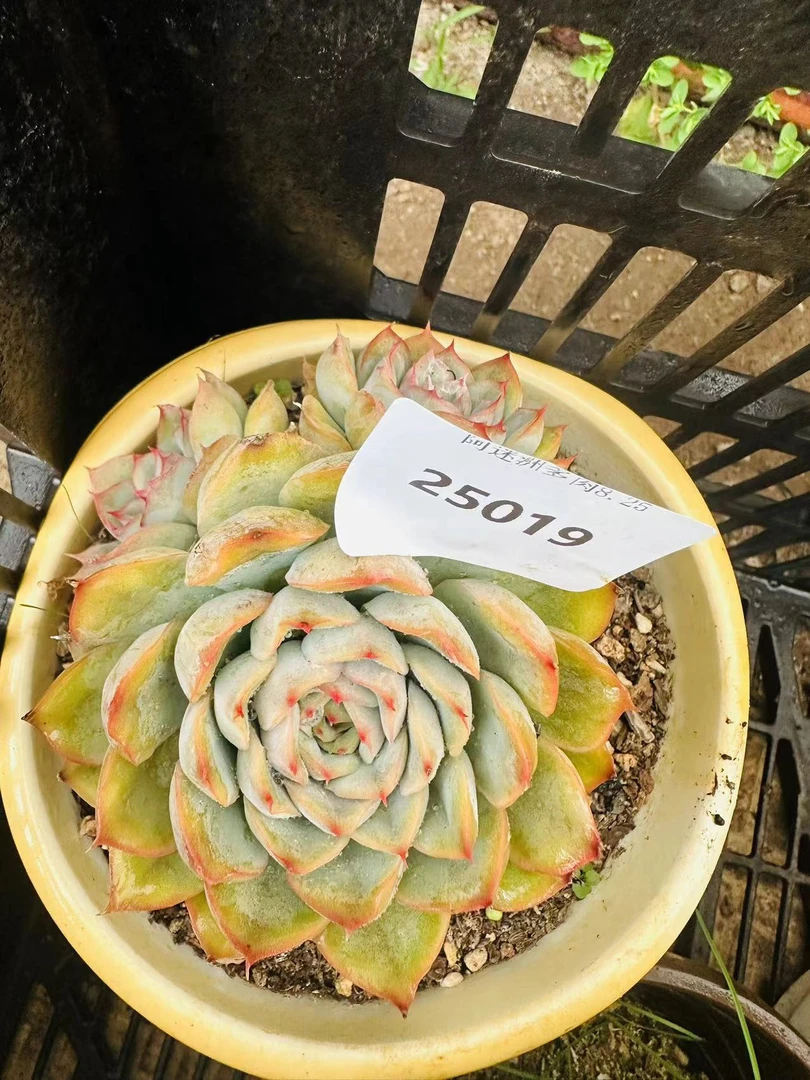 多肉植物精品猎虎25019