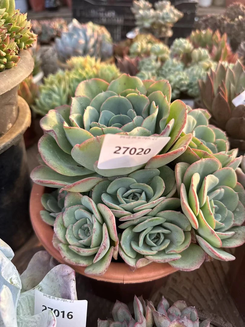 多20肉植物精品27020