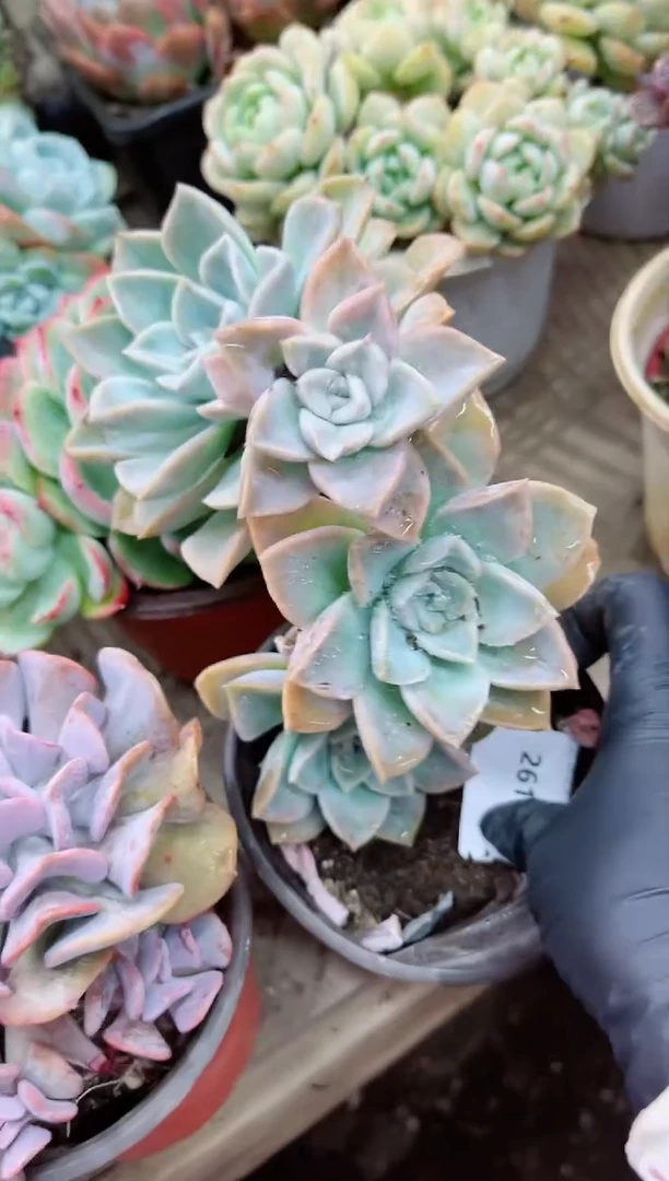 【闪购商品】26134