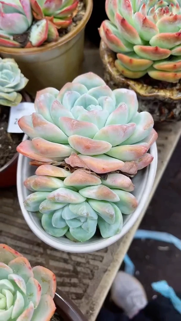 【闪购商品】25022多肉