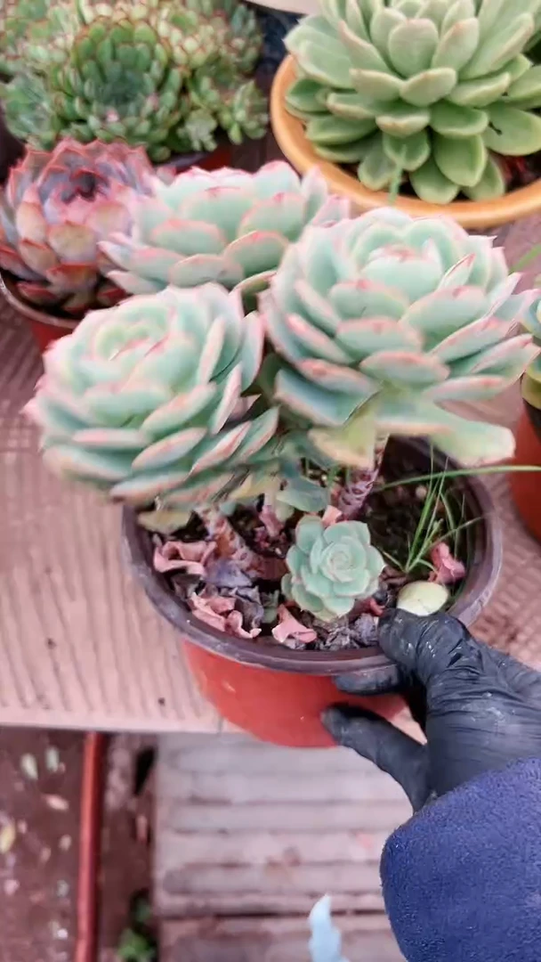 【闪购商品】31046多肉