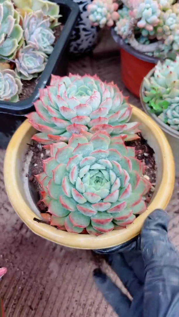 【闪购商品】23199