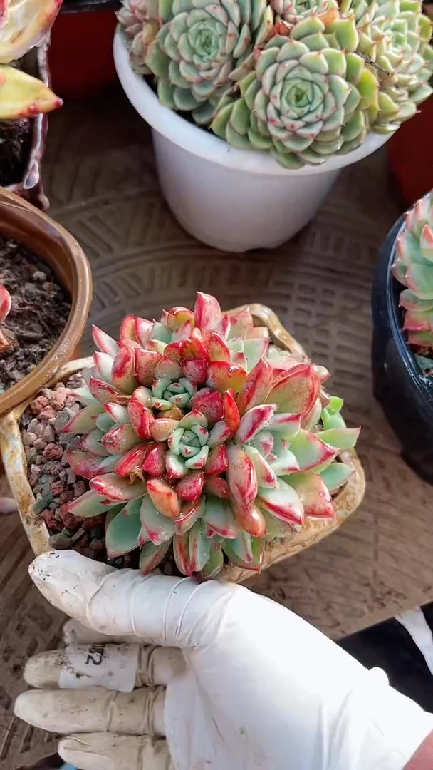 【闪购商品】25082