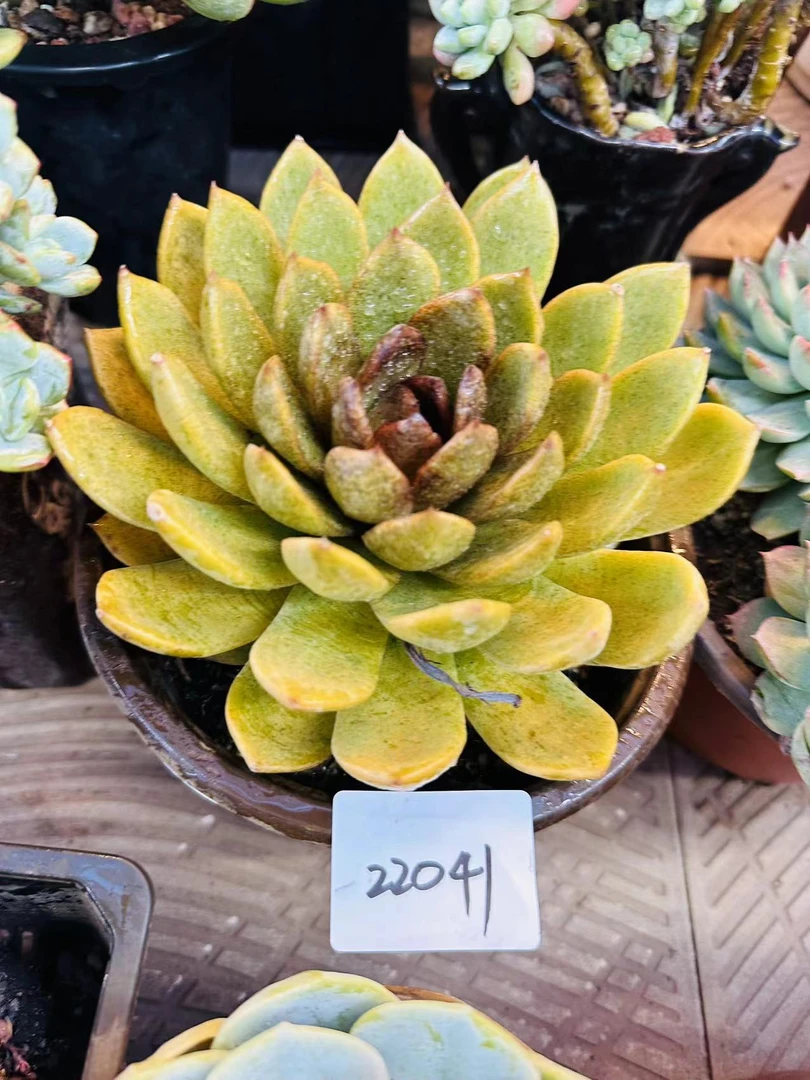 多肉植物精品22041