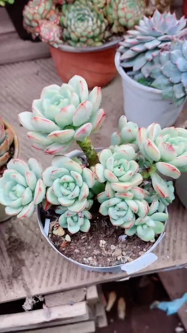 【闪购商品】07035