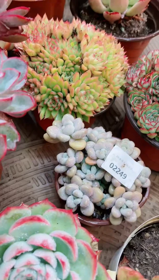 【闪购商品】02249