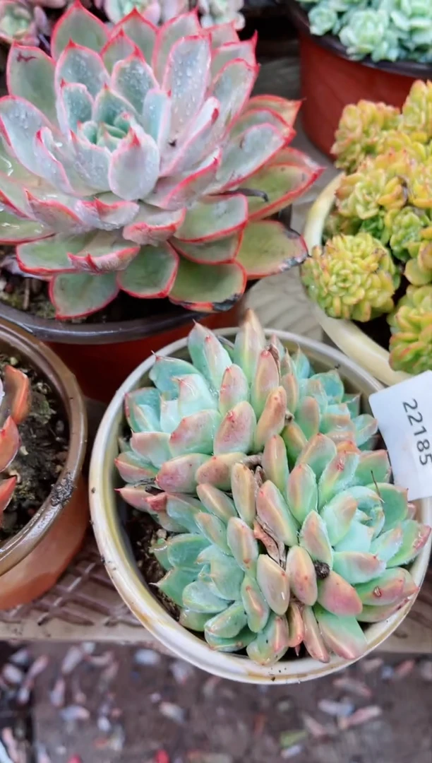 【闪购商品】22185