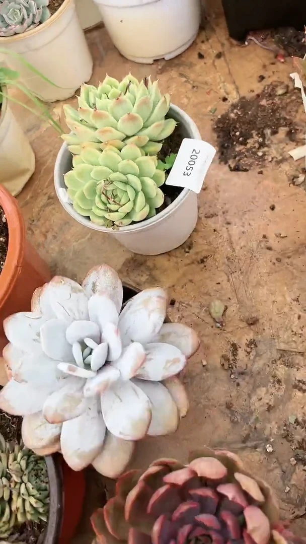 【闪购商品】20053多肉