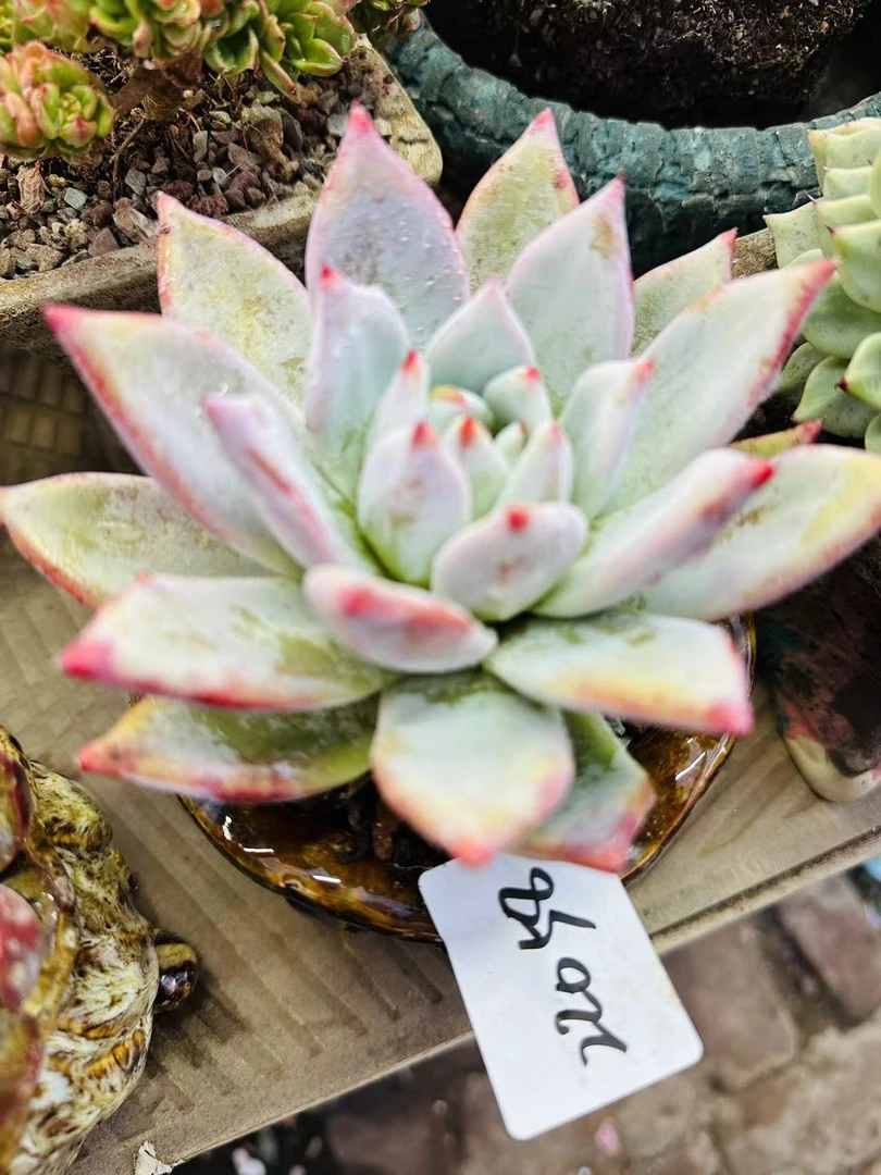 多肉植物精品22058