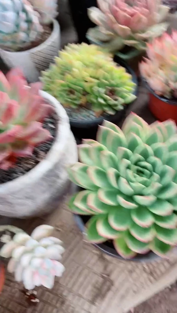 【闪购商品】26101多肉