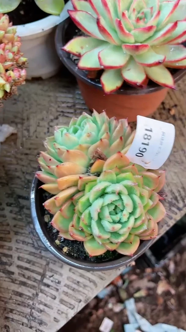 【闪购商品】18190