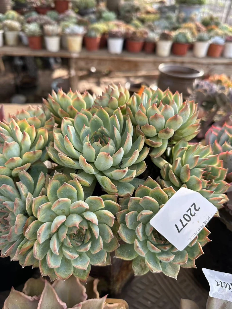多肉植物精品22077