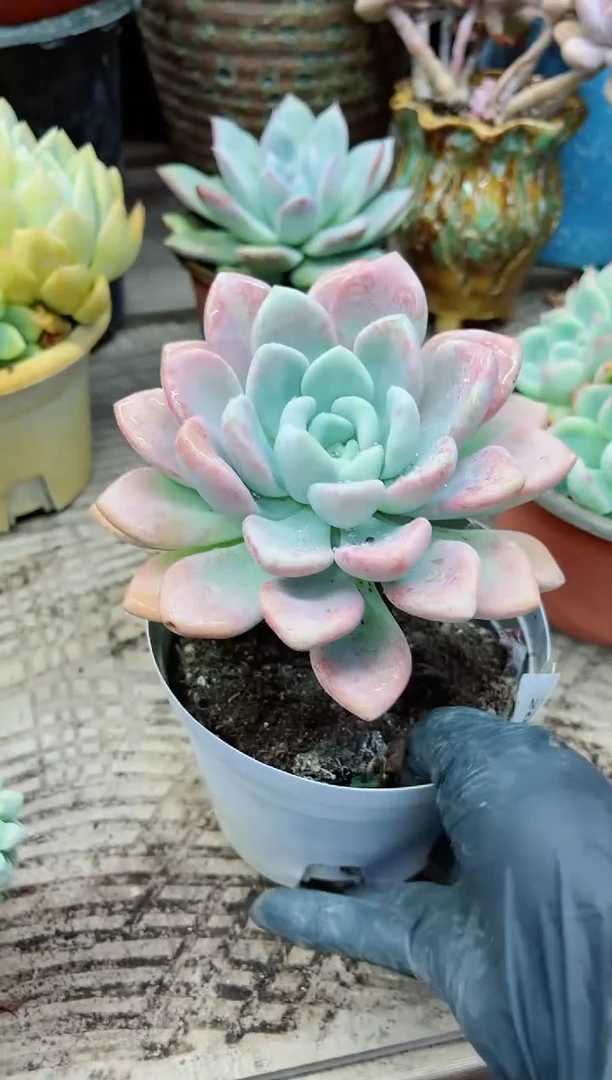 【闪购商品】20254多肉