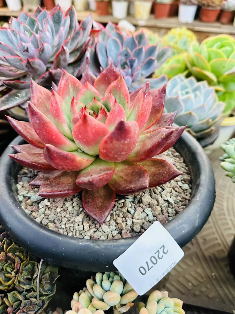 多肉植物精品22070