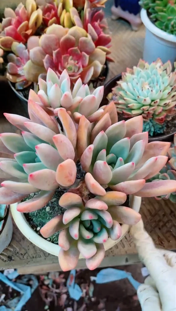 【闪购商品】07074