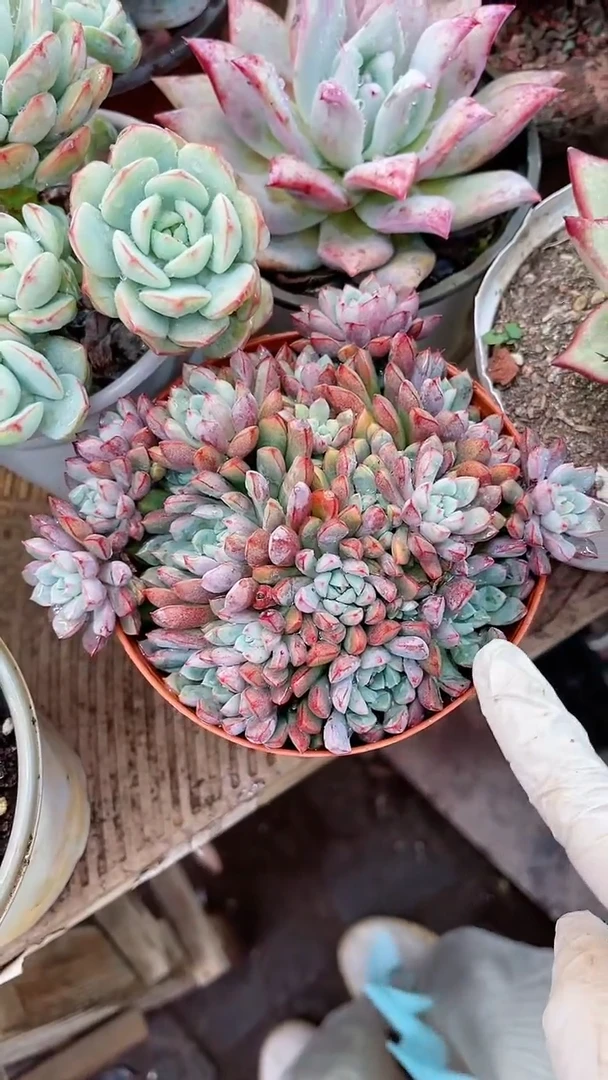 【闪购商品】20128