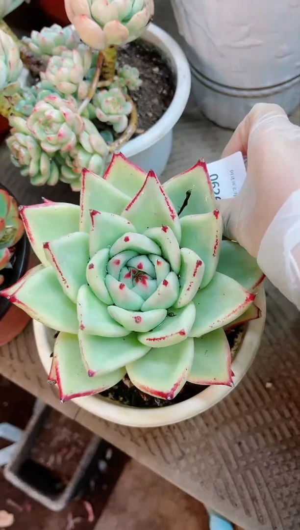 【闪购商品】06263