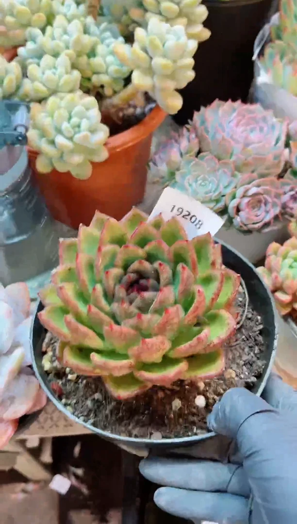 【闪购商品】19208多肉