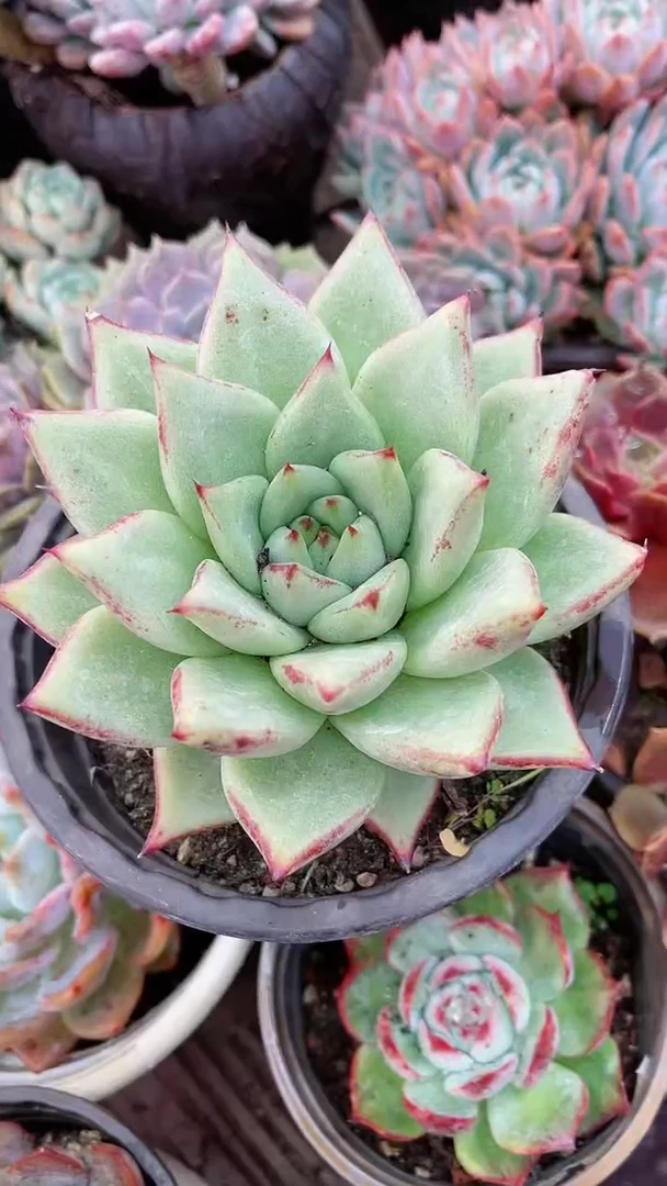 【闪购商品】21053