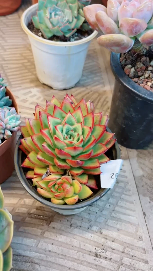 【闪购商品】21292