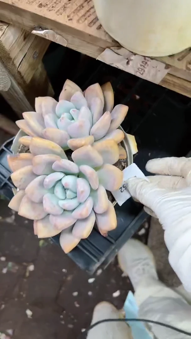 【闪购商品】20252