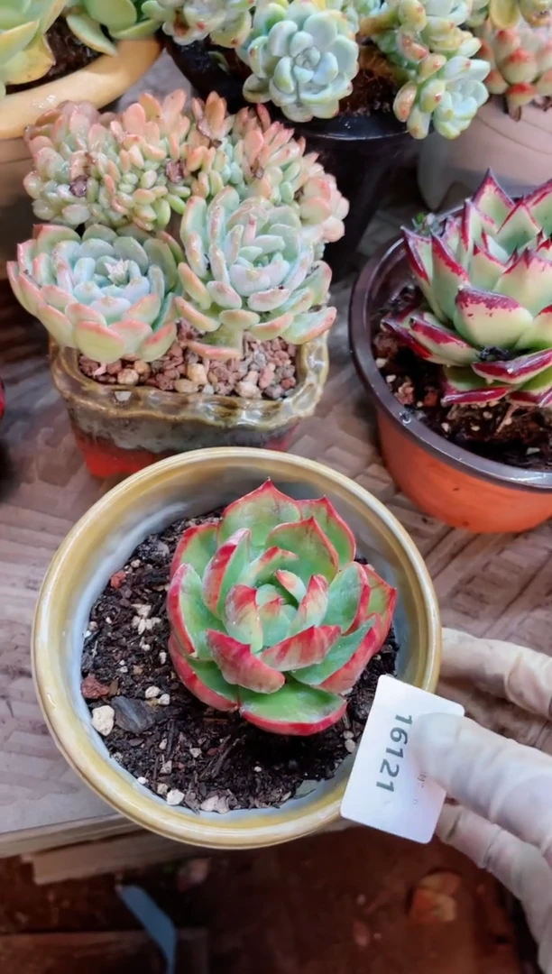 【闪购商品】16121多肉