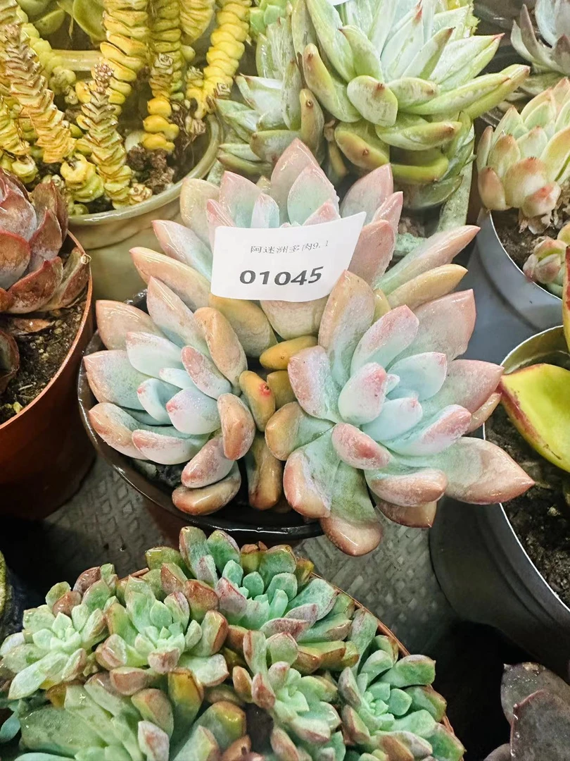 多肉植物肉肉精品45美肉01045