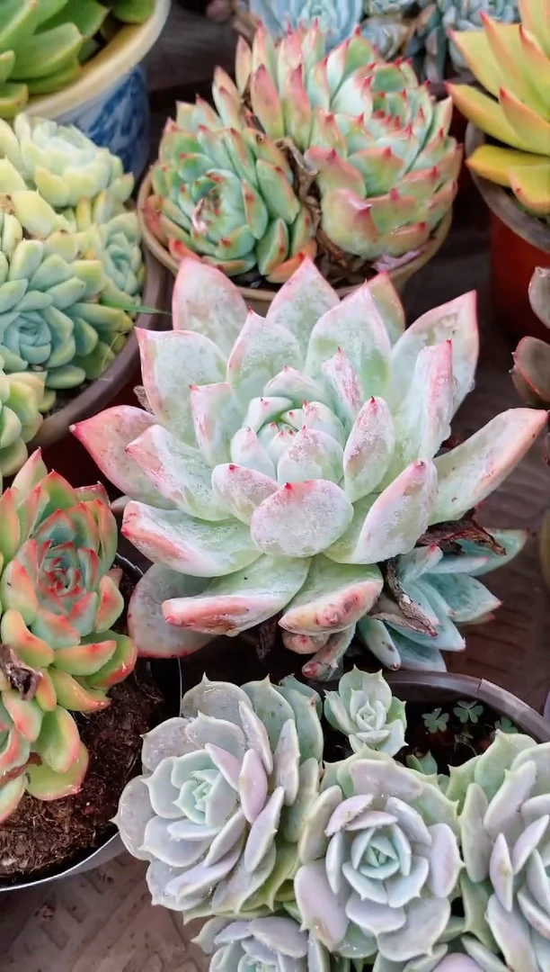 【闪购商品】22025