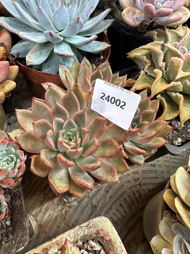 多肉植物精6品24002
