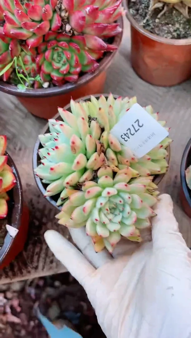 【闪购商品】27243多肉