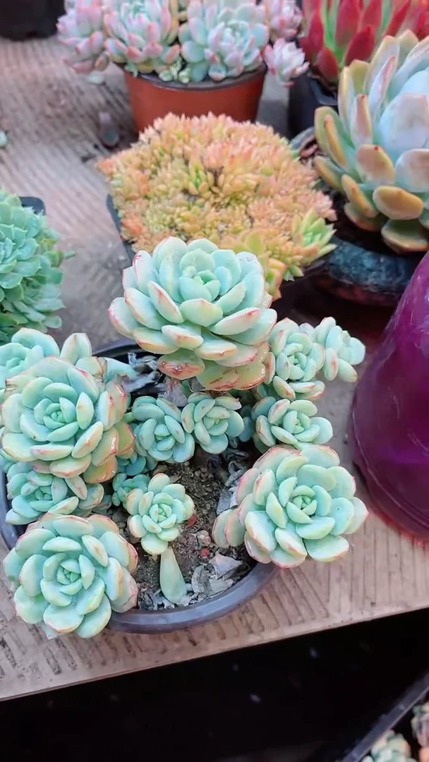 【闪购商品】07290