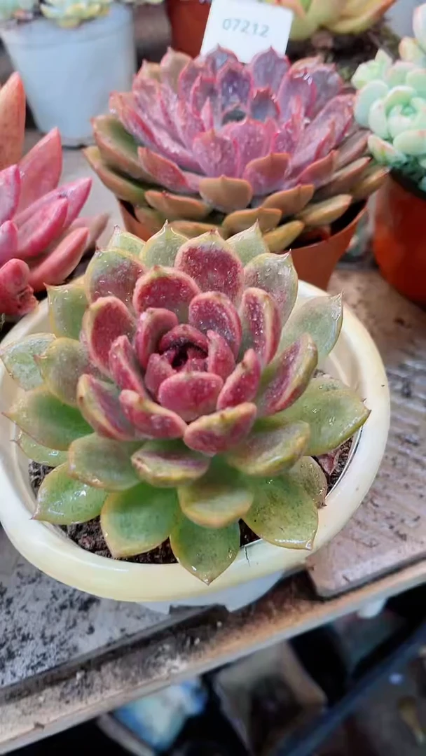 【闪购商品】07215