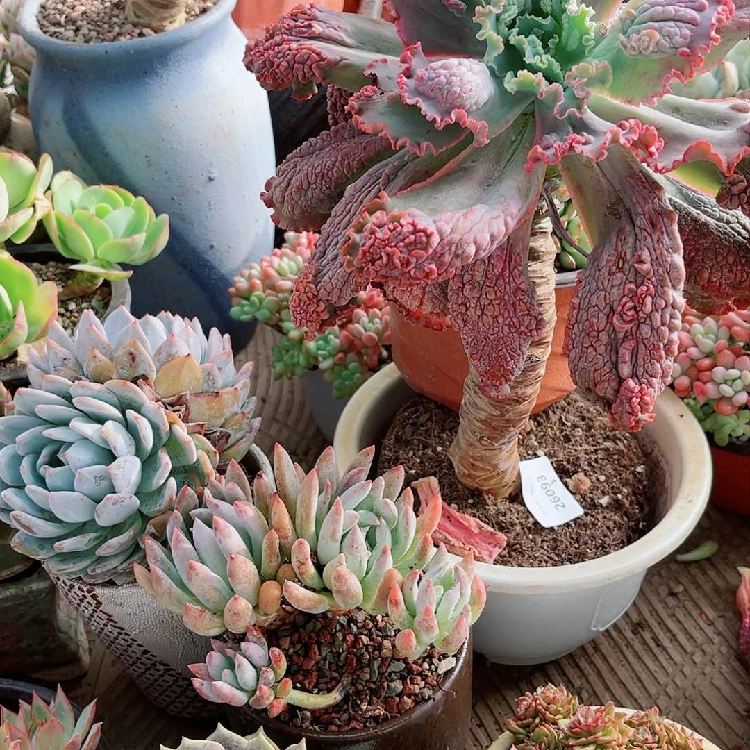 梅*26093多肉植物