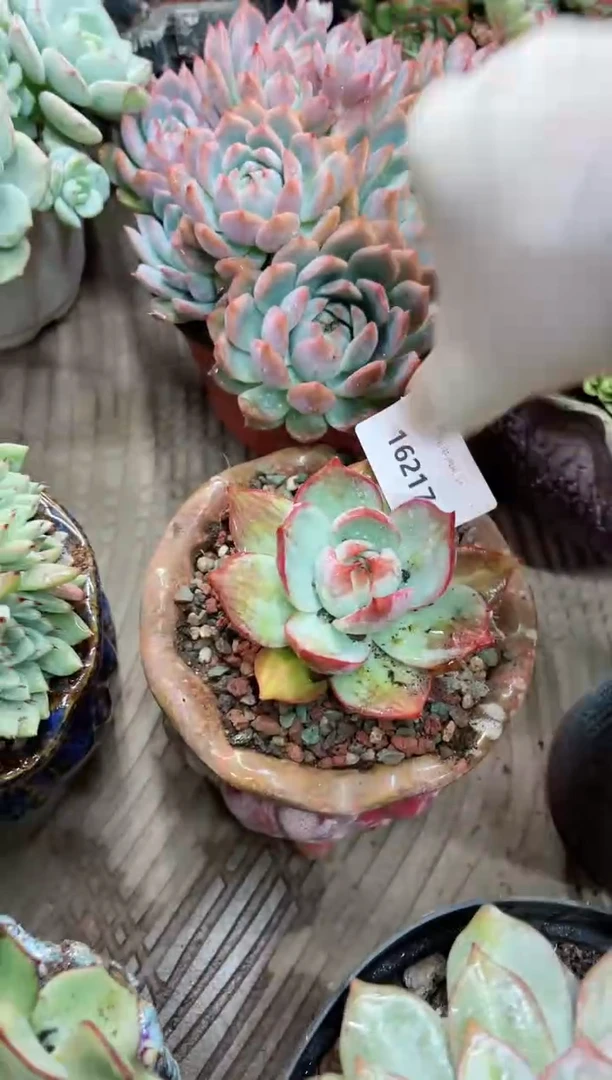 【闪购商品】16217