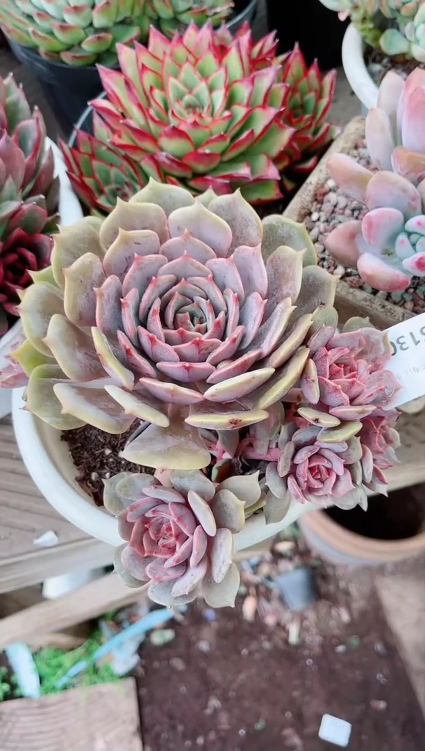 【闪购商品】06130