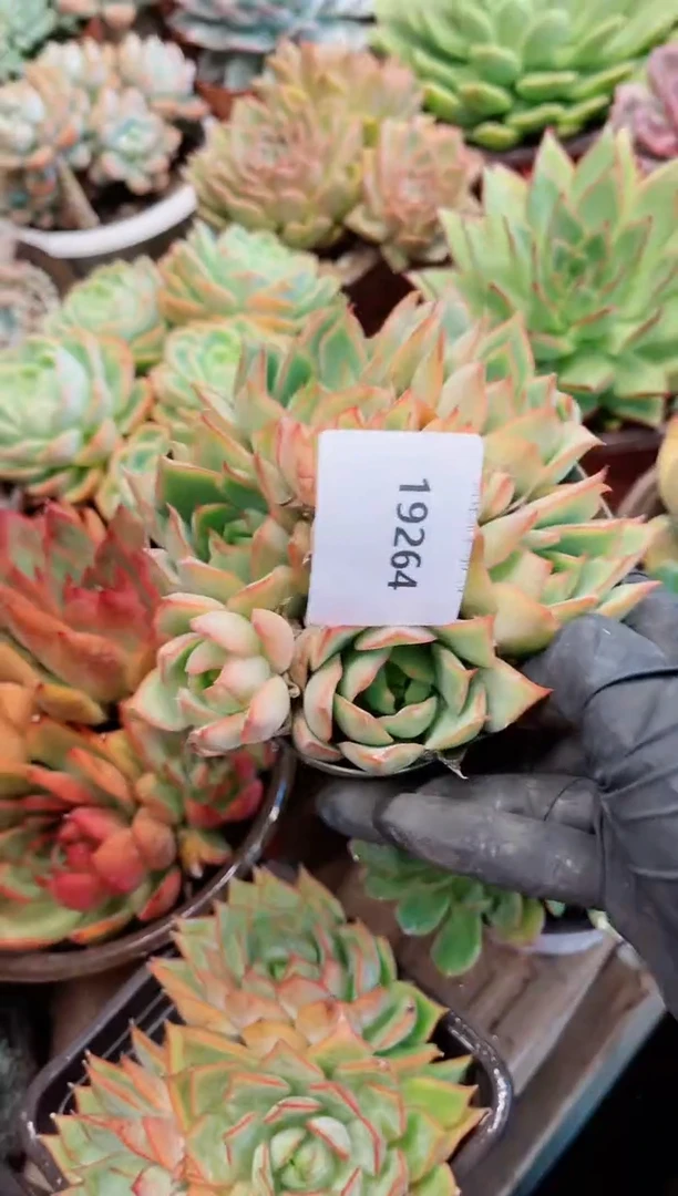 【闪购商品】19264多肉