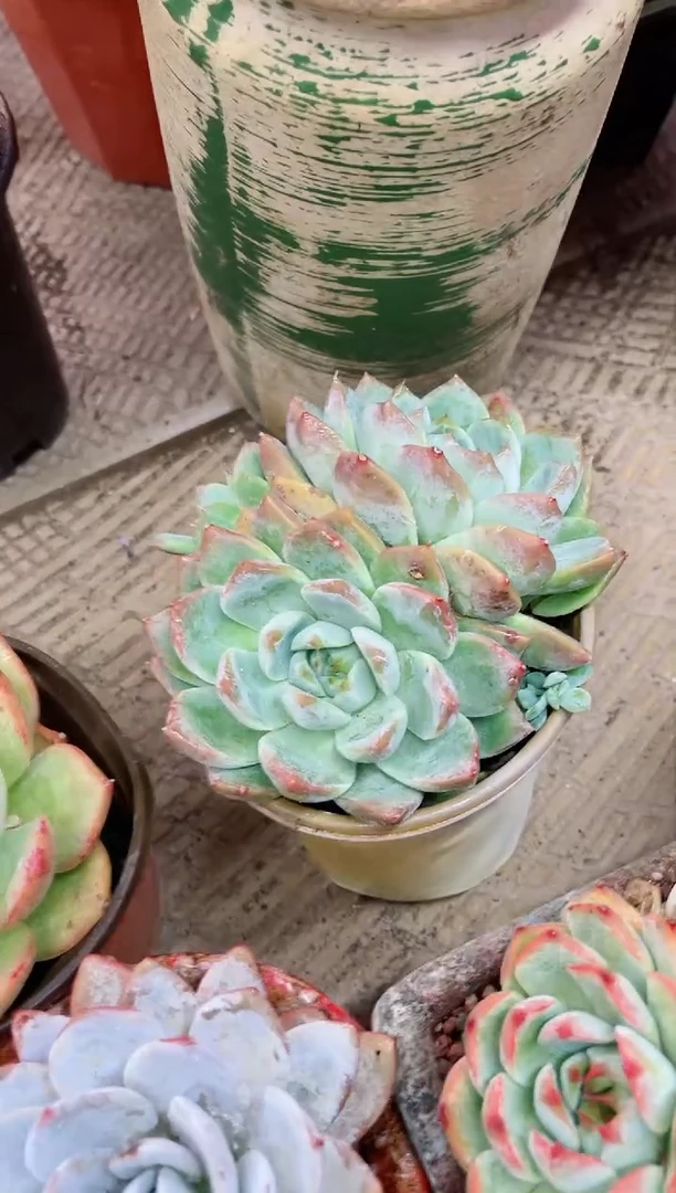 【闪购商品】22012