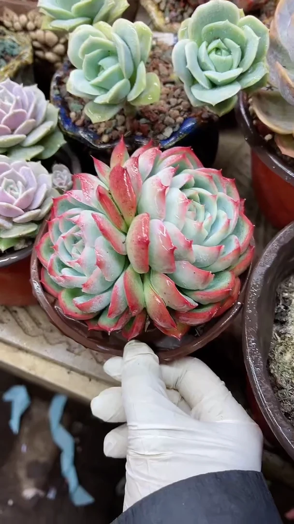 【闪购商品】19001多肉