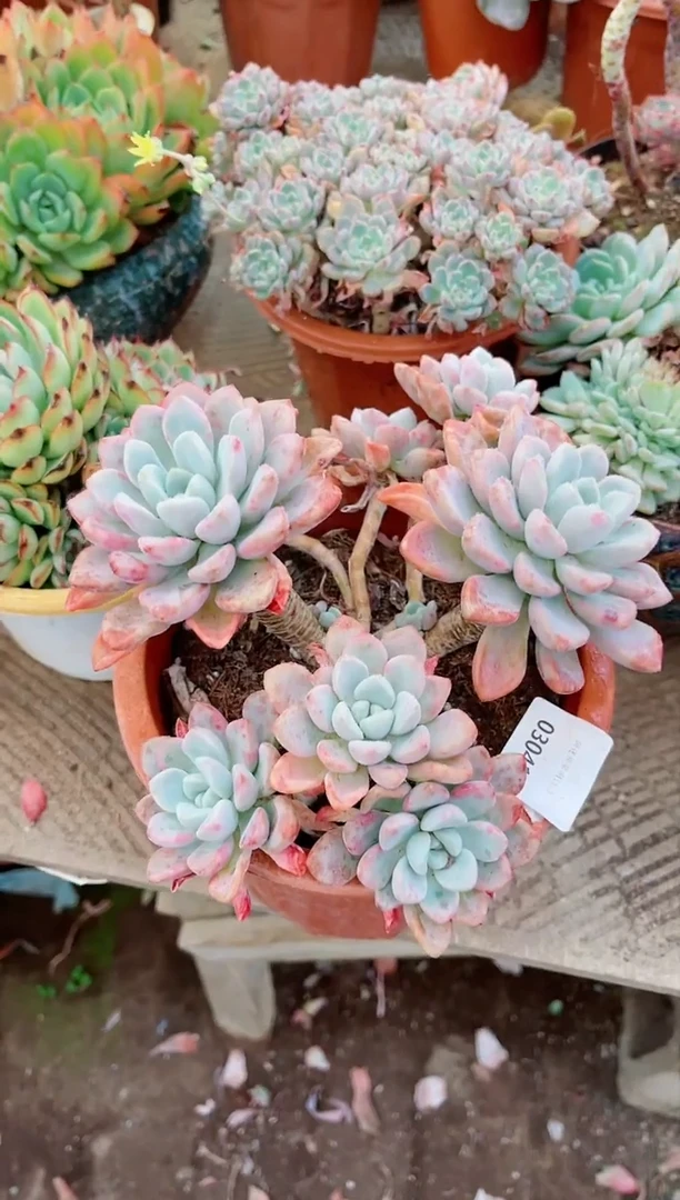 【闪购商品】03041多肉