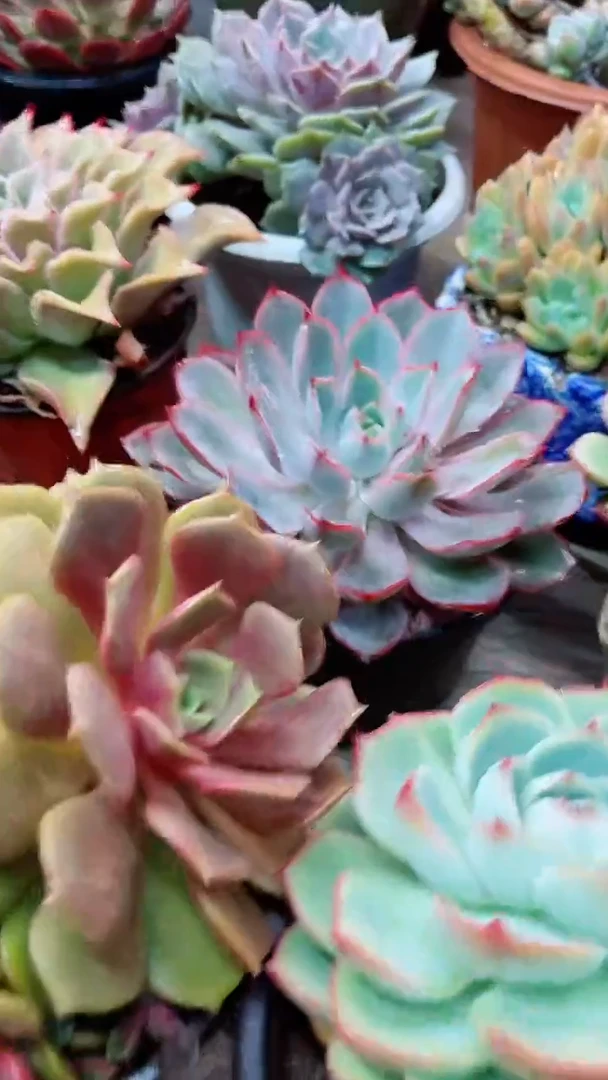 【闪购商品】30006多肉