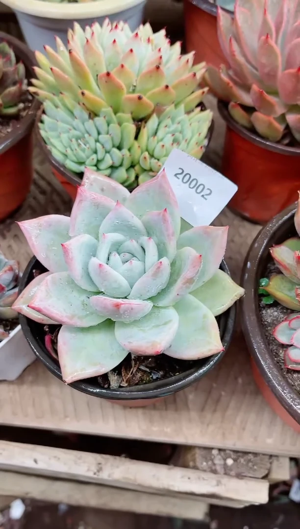 【闪购商品】20002多肉