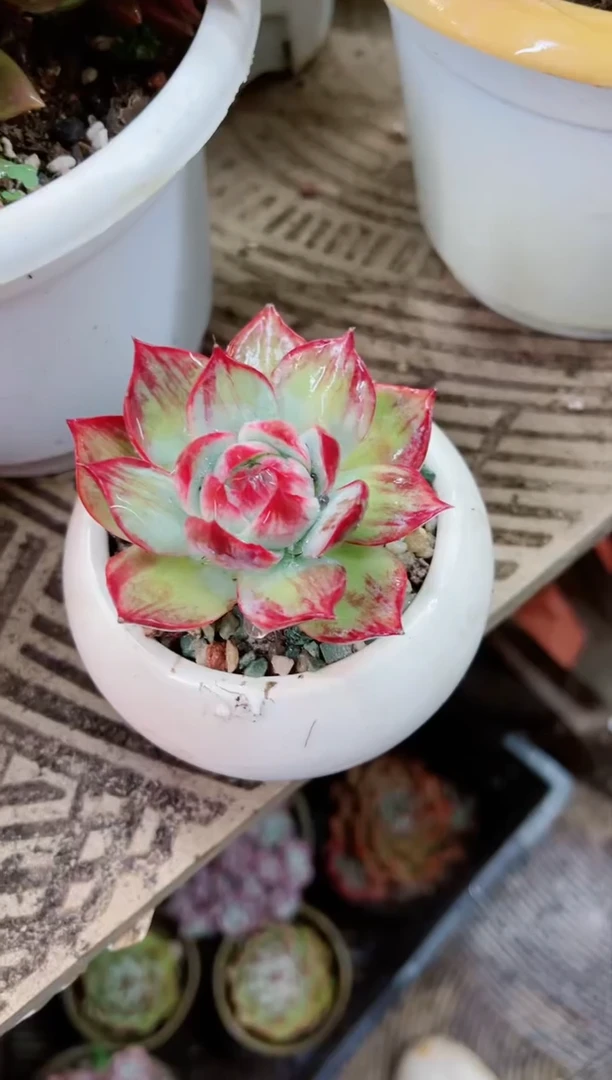 【闪购商品】28169多肉