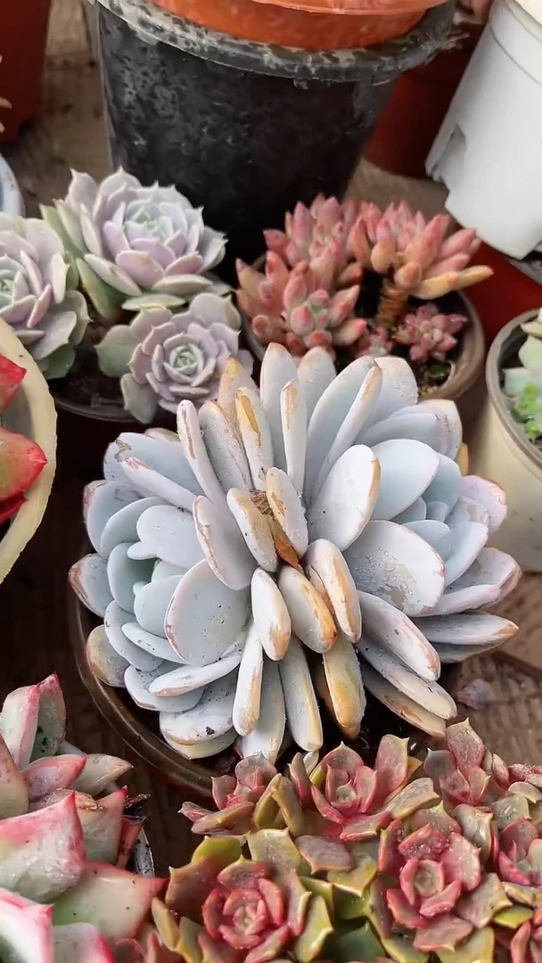 【闪购商品】19123